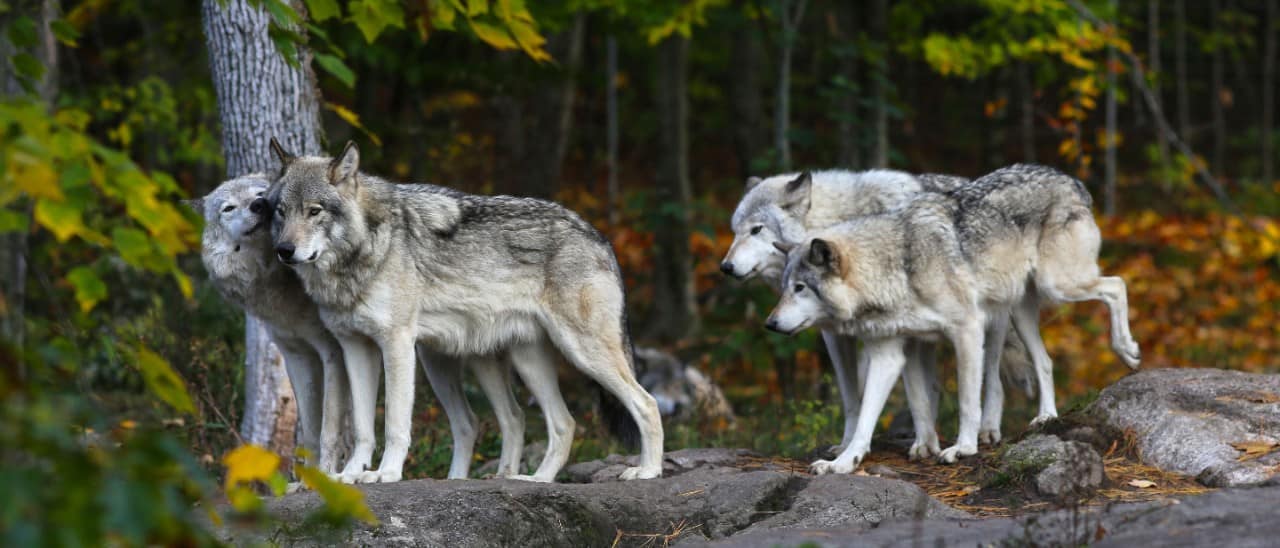 Alaska Creatures Guide to Alaska Wildlife – Animals, Birds, Mammals