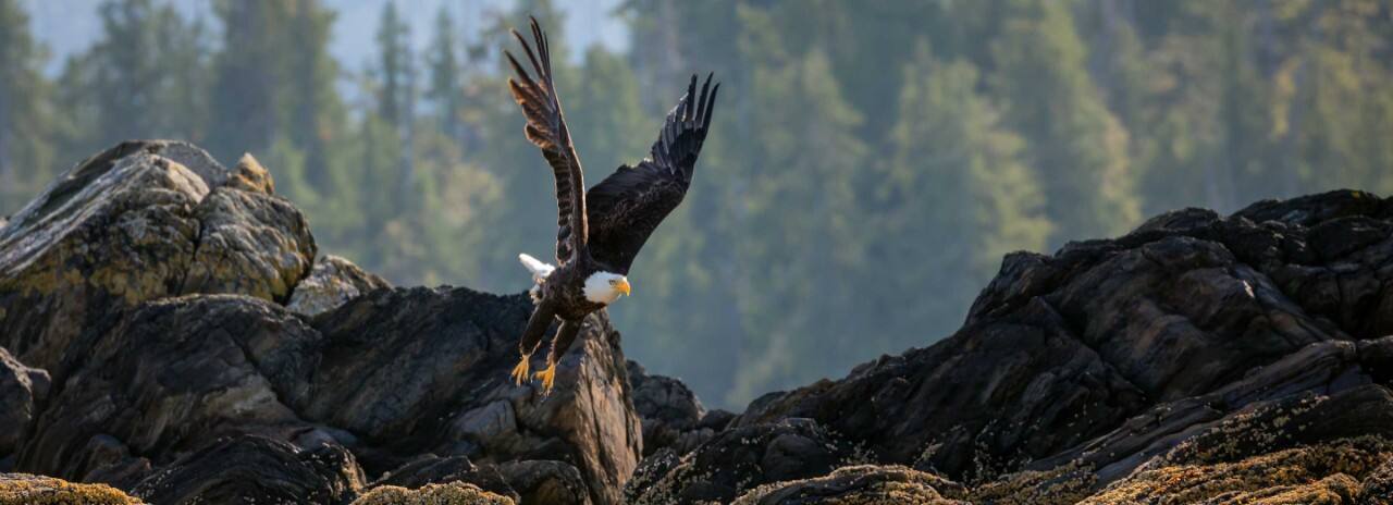Bald eagle taking flight in Alaska's forest