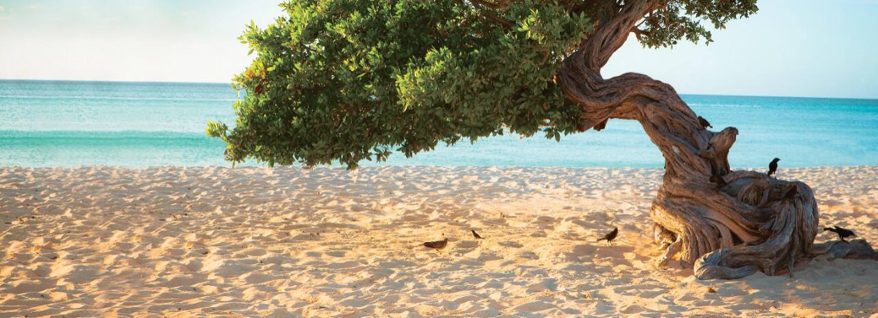 Twisted Divi Divi tree seen on a Caribbean cruise.