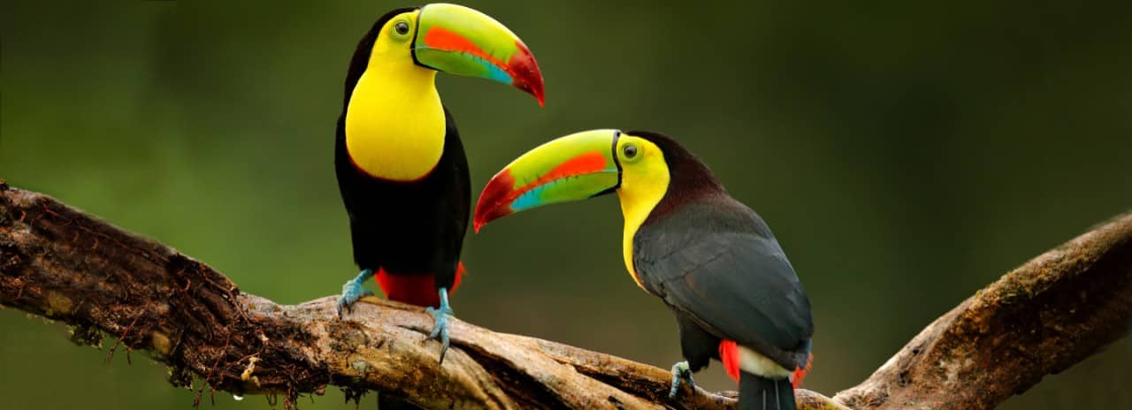 Two Toucans on a branch in Belize.