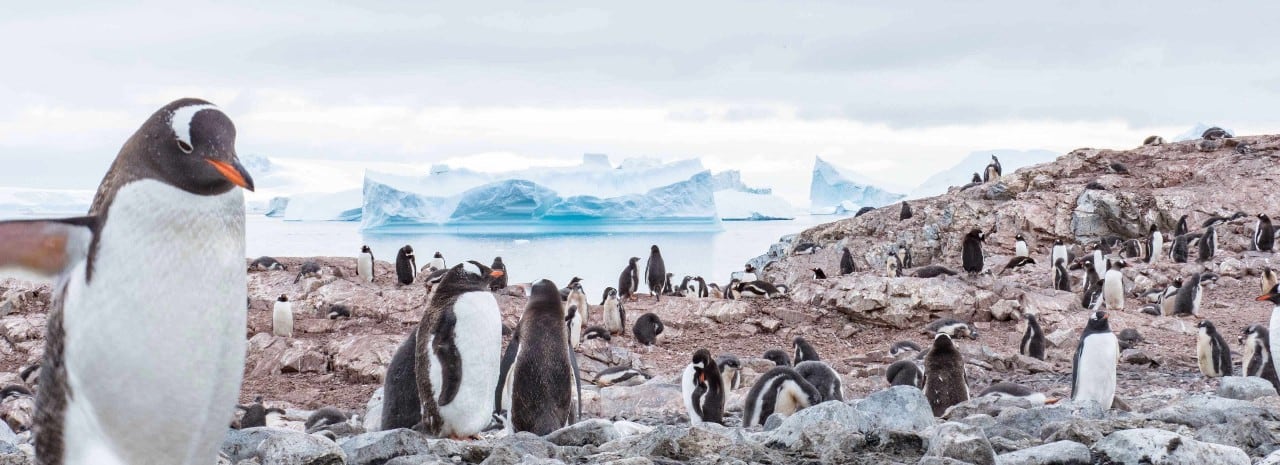 https://www.hollandamerica.com/content/hal/au/en/cruise-destinations/south-america-antarctica-cruises/south-america-antarctica-ports/puq/34007/_jcr_content/root/container/shoreexcursionkeyinfo/image.coreimg.100.1280.jpeg/1758220863392/c105-antarctica-landing.jpeg