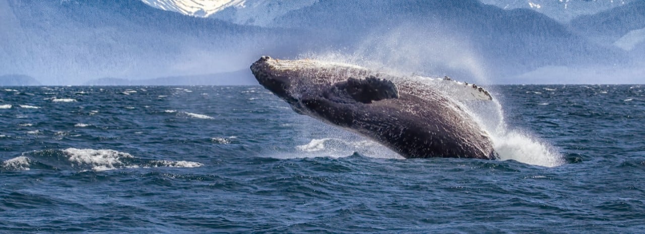 A humpback whale breaching the water in Alaska.