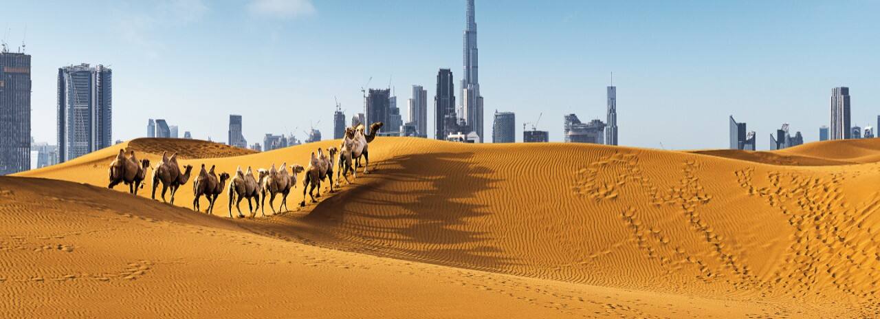 People on camels in the sand dunes with a view of the city in front of them.