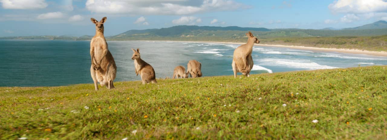 Several kangaroos on land with the coast in the background.