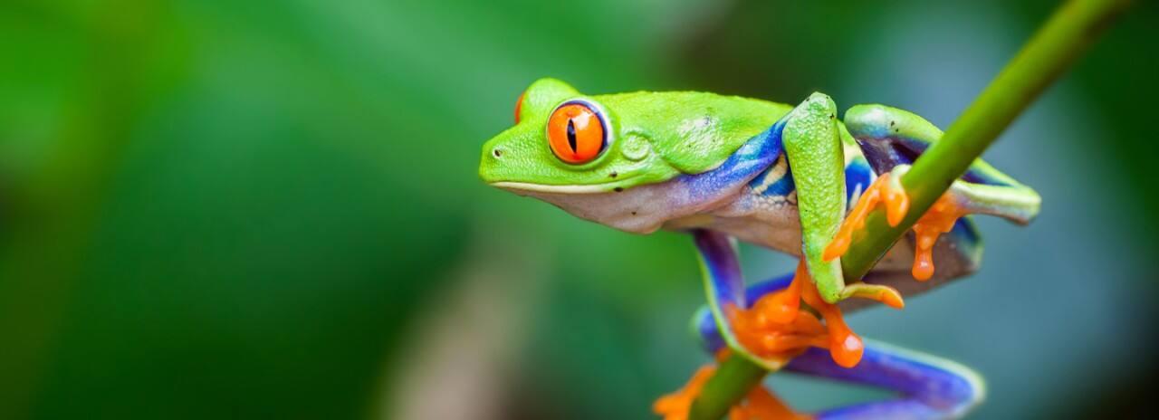 A colorful frog on a branch in the tropical rainforest.