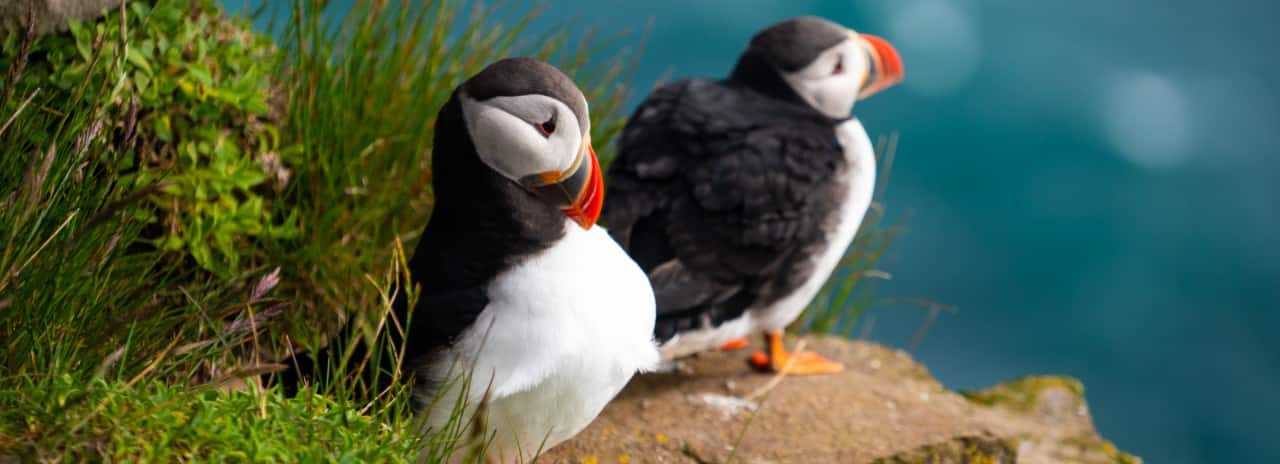 A pair of Faroe Islands puffins sitting on a rock.