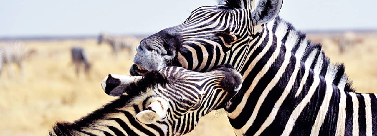 Two Zebras fighting in Namibia.