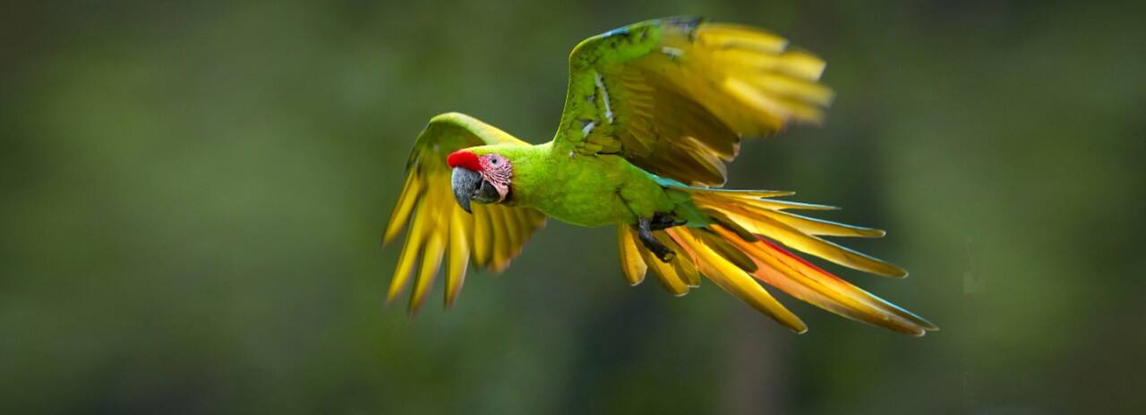 A Parrot taking flight in the jungle of Nicaragua.