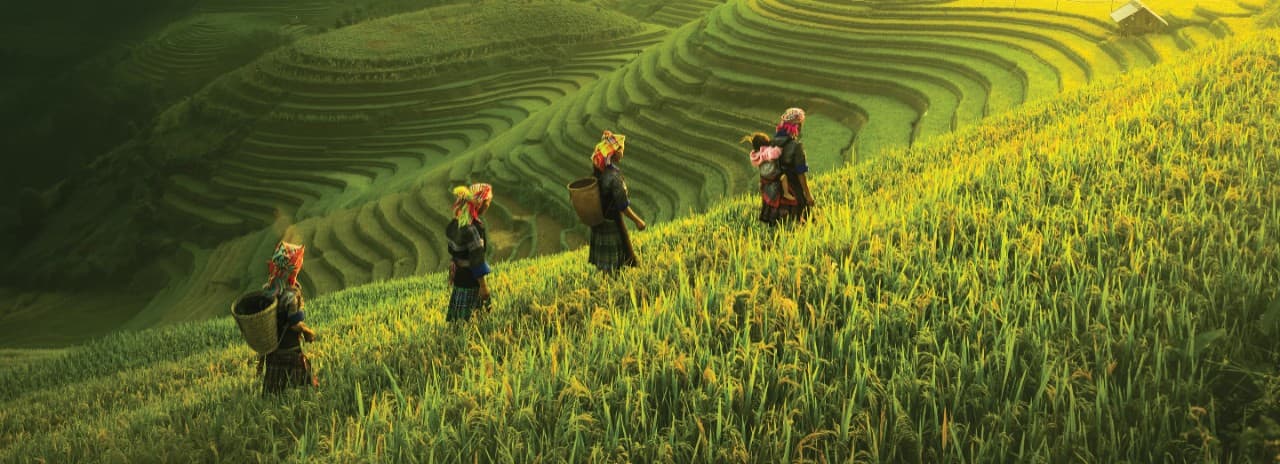 A group of hill farmers in a rice paddy in Vietnam.