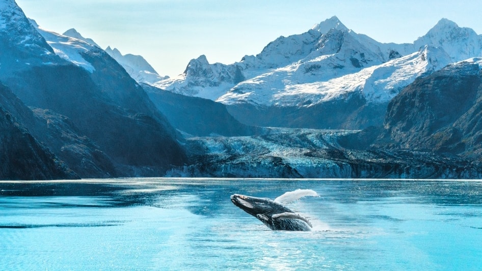 Humpback whale breaching in turquoise waters with towering snow-capped mountains and a glacier in the background.
