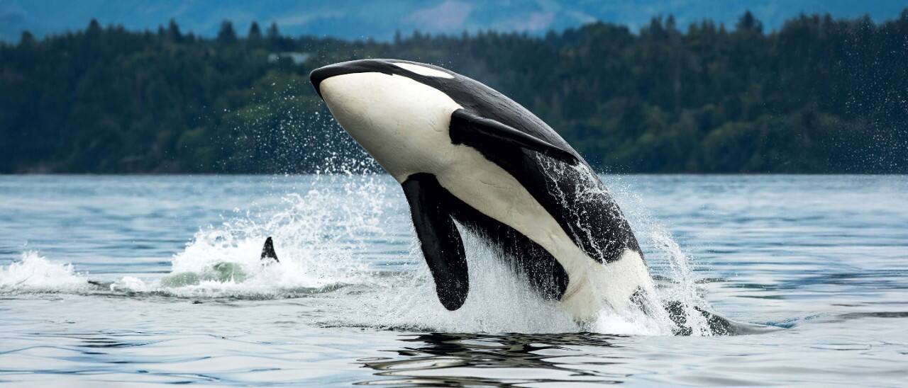 Guide to Alaska Wildlife – Animals, Birds, Mammals
