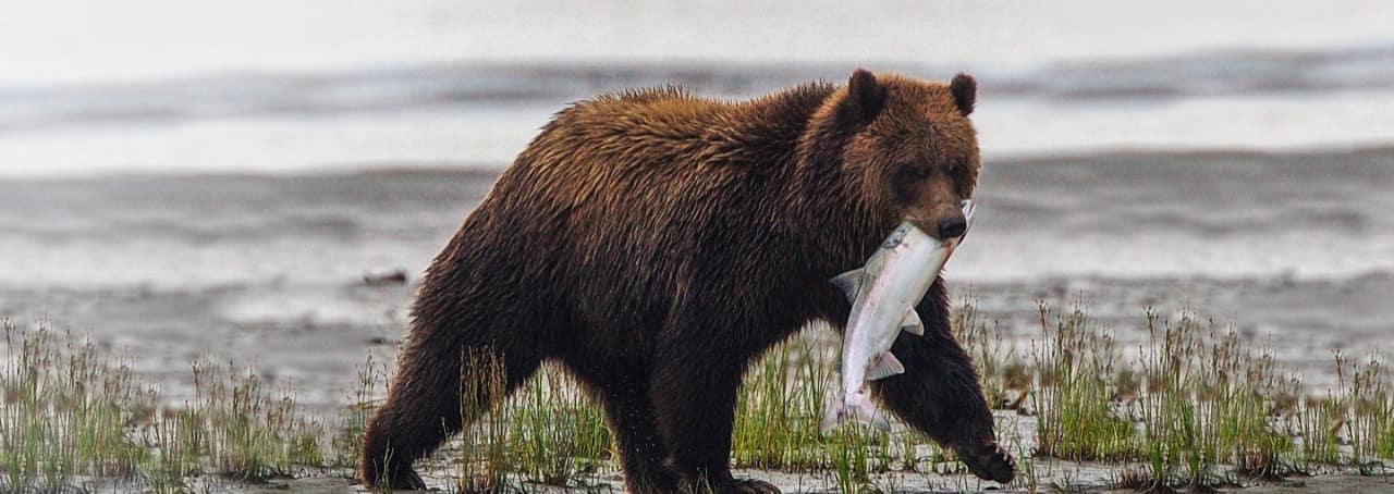 Alaskan Raptor Bird Alaska Raptors & Bald Eagle Foundation (Wheelchair Accessible) Cruise Tour
