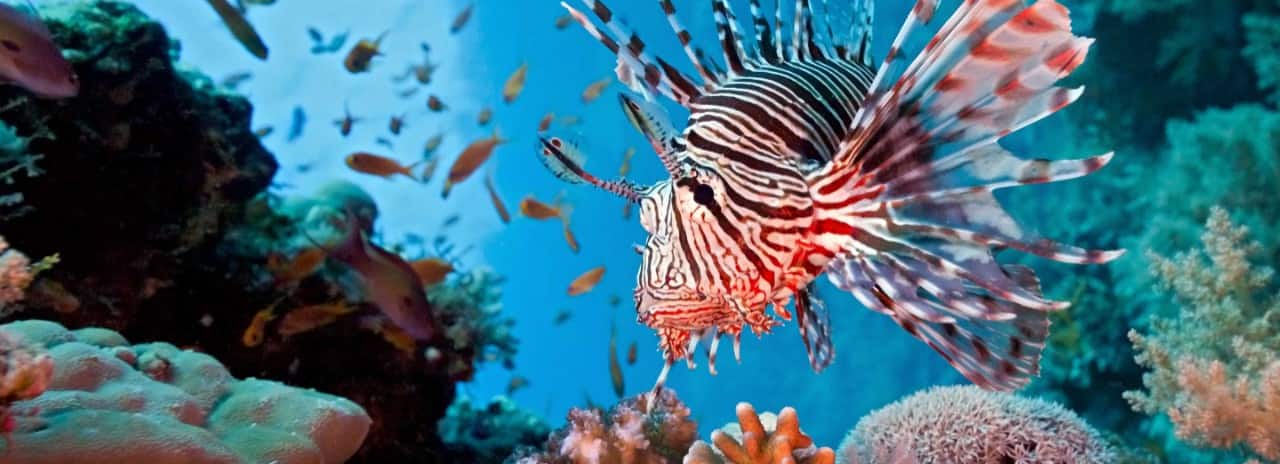 Colorful lionfish swimming near coral reef in the Bahamas. 