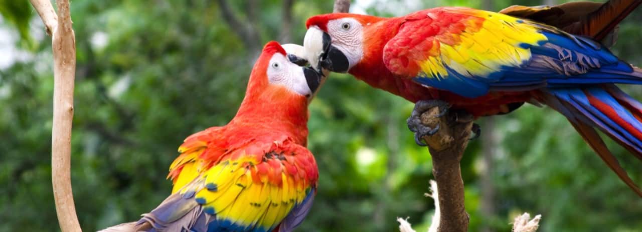 Two parrots sitting in a tree in the rainforest.