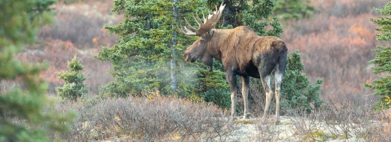 Moose, one of the Big 5 animals seen on an Alaska cruise tour