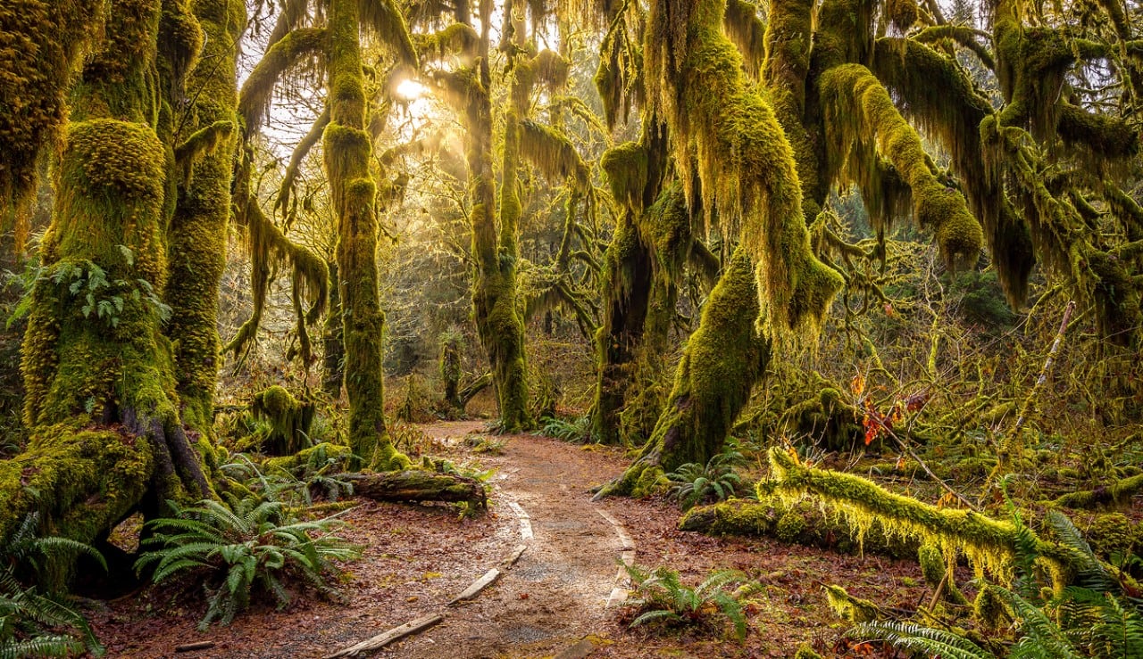 Mossy trail in Hoh Rainforest with filtered sunlight.