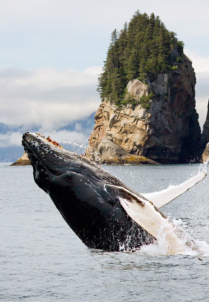 Humpback whale breaching out of the water with a rocky, tree-covered island in the background near Juneau, Alaska