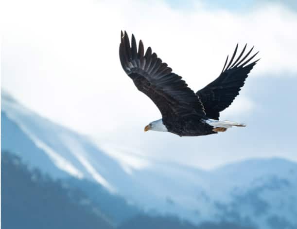 View of a bald eagle in flight in Alaska