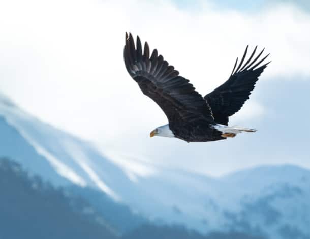 A bald eagles flies in front of a backdrop of Alaskan mountains