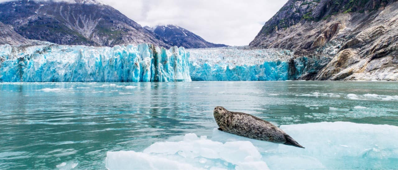 A seal rests on floating ice in front of Tracy Arm Fjord and Sawyer Glacier