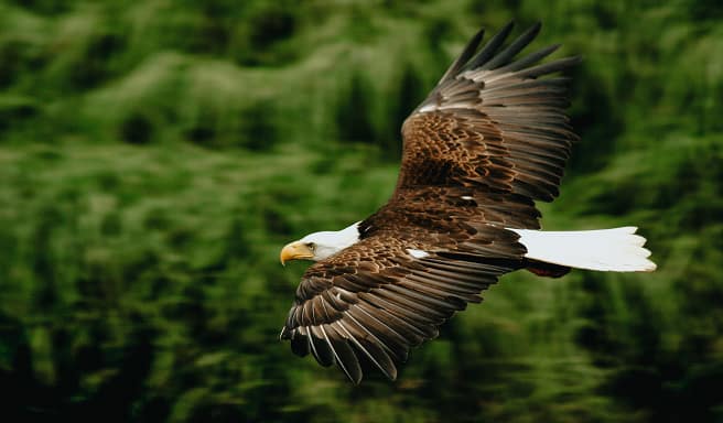 Alaskan Raptor Bird Guide to Alaska Wildlife – Animals, Birds, Mammals