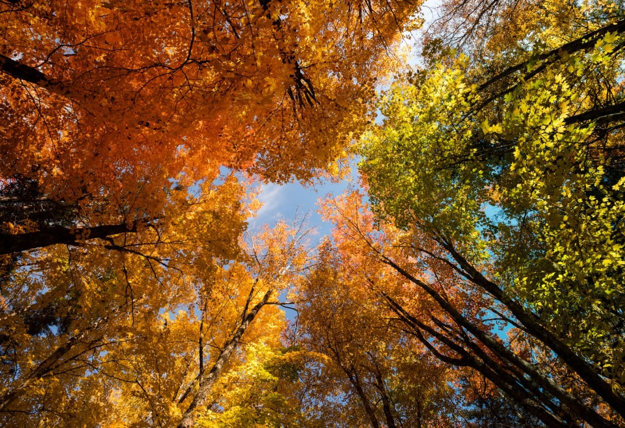 Tall trees with fall foliage and blue sky
