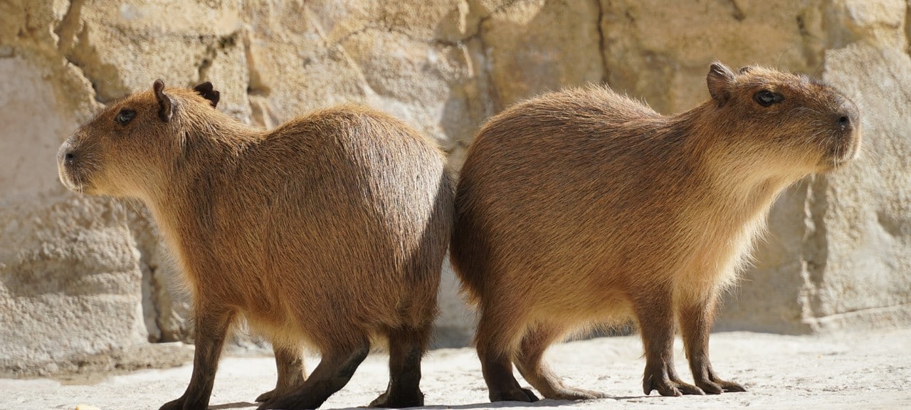 Capybara Encounter & Ocean World Day Pass Cruise Tour