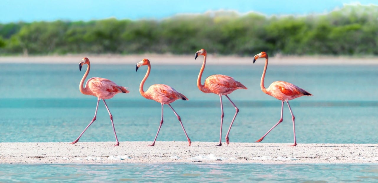 Four flamingos walk in a line along a sandy shoreline beside turquoise water.