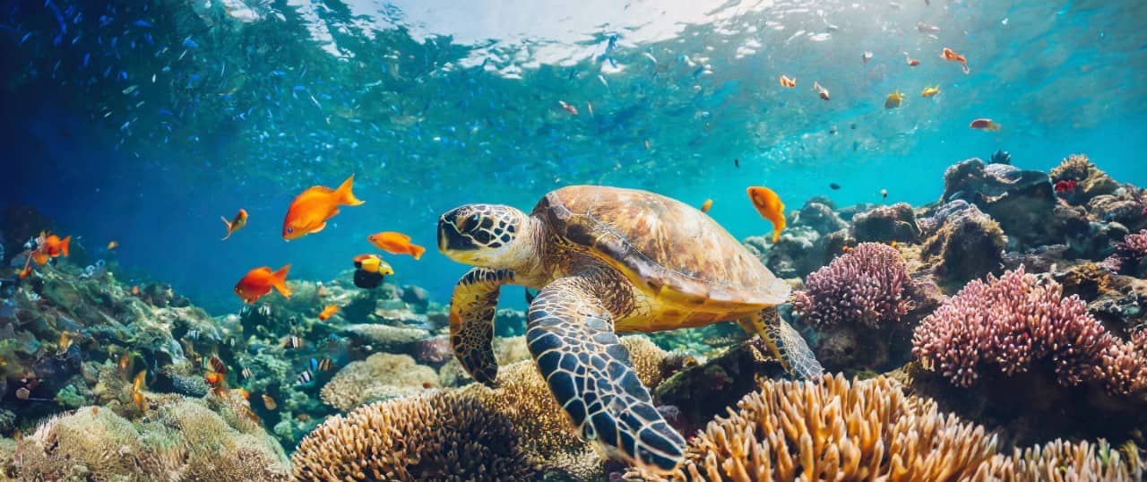 Sea turtle swimming over a coral reef.