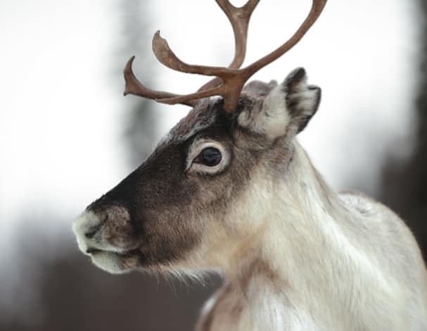 Portrait of reindeer in wild, Norway