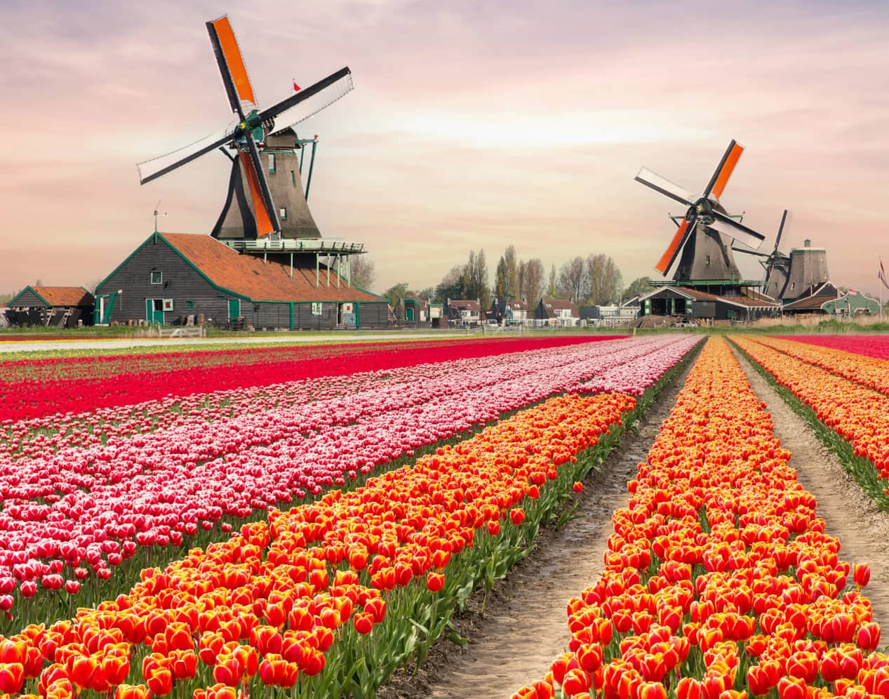 A field of tulips and windmills.