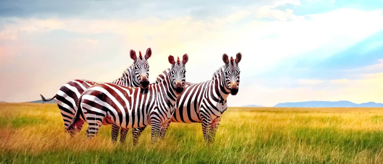 zebras