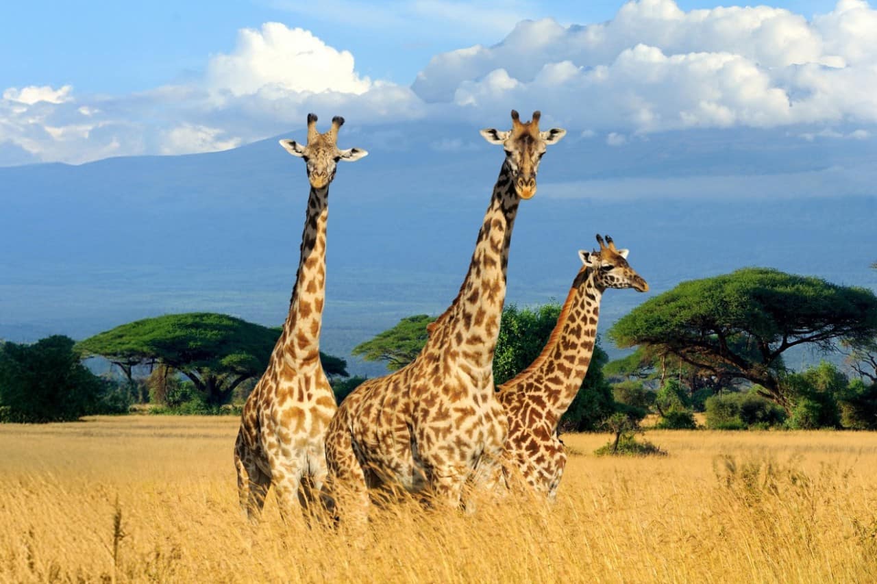 Three giraffes gather on tall grasslands with green treetops and white clouds in the background.