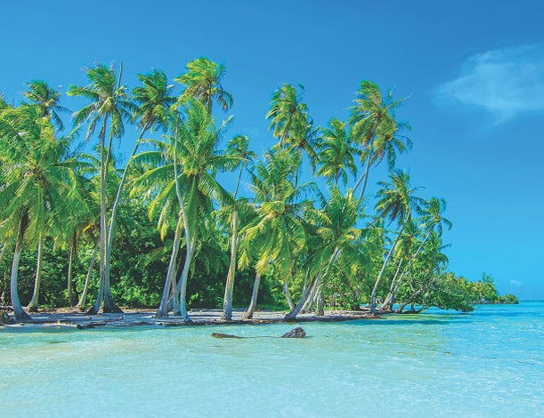 Palm trees line a sandy beach in Hawaii