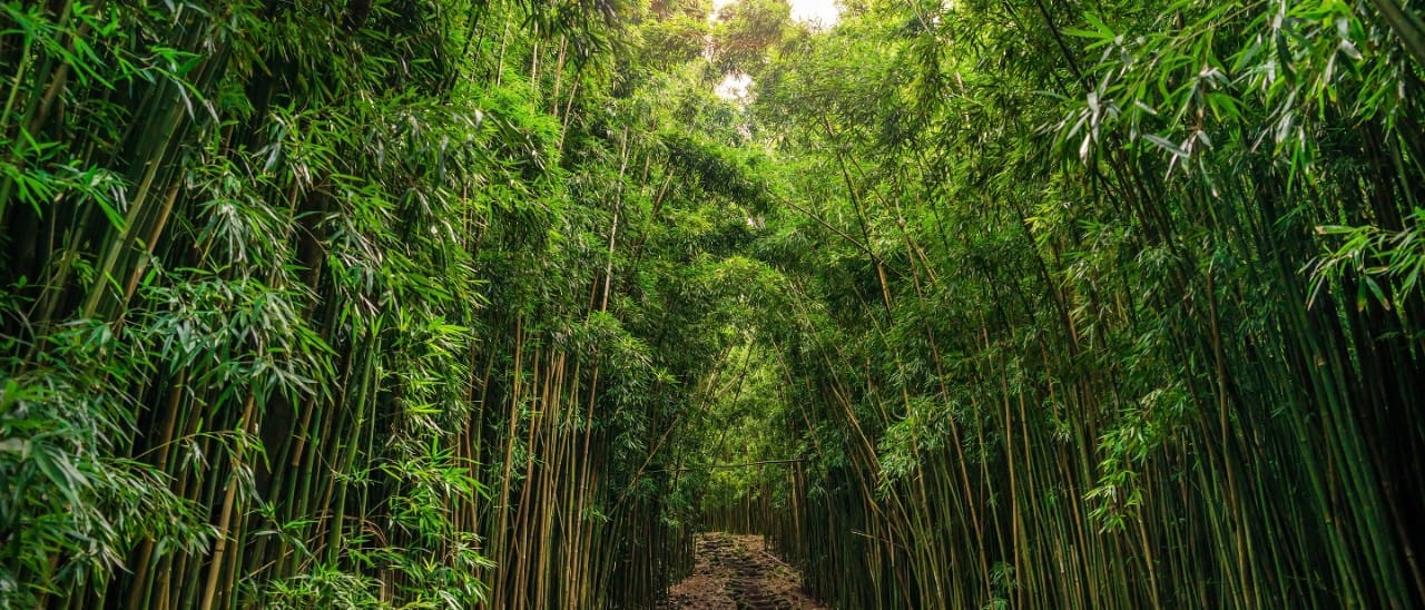 Road through the dense Hana Rainforest in Hawaii