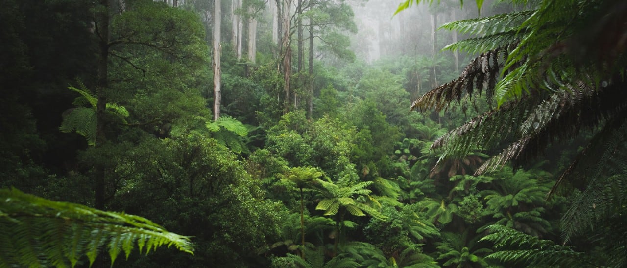 Dense foliage in Cloud Forest, Hawaii
