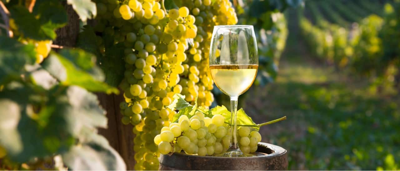 Glass of wine in a vineyard.