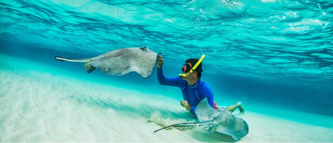 A man snorkeling in shallow water near two stingrays