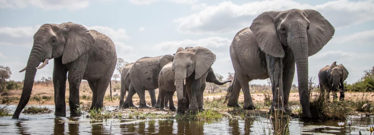 Several African elephants in the water seen on safari in South Africa.