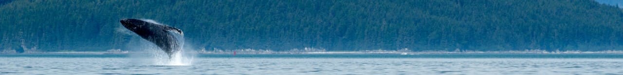 Picture of a whale breaching in the ocean.