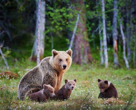 Brown bear with three cubs